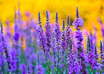 燕云十六声进度分享：和战斗负责人聊聊武学迭代思路